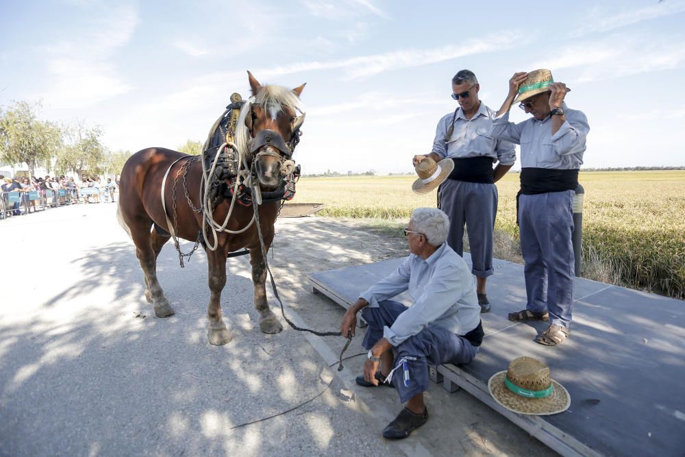 Siega y 'perxa' en l´Albufera