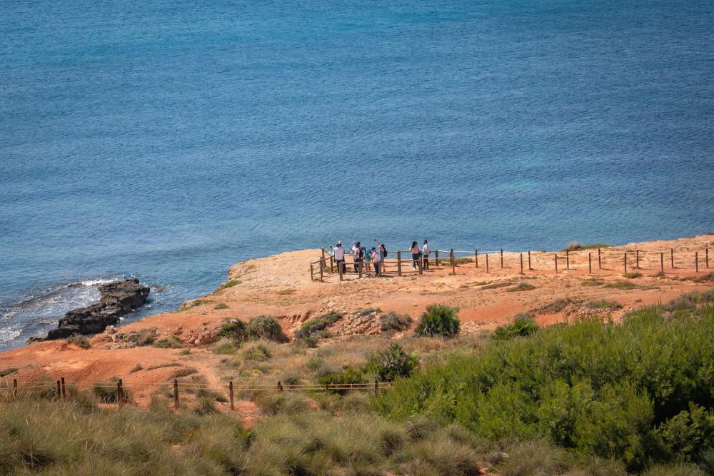 El Ayuntamiento de Orihuela ha invertido 32.000 euros en adecuar un sendero de 1,4 kilómetros en la microrreserva de flora de Punta de La Glea y ha presentado guía con las 56 especies de flora, muchas