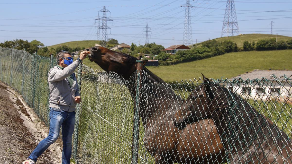 Caballos en Porceyo.