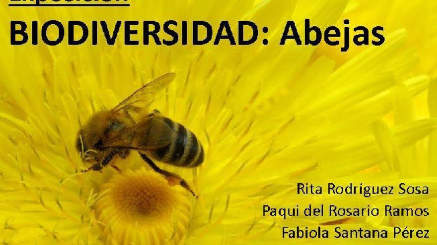 Exposición ´Biodiversidad: Abejas´