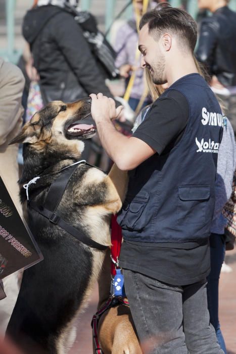 Decenas de malagueños acudieron ayer a la plaza de la Marina de la capital para protestar por los malos tratos que reciben los perros de caza.