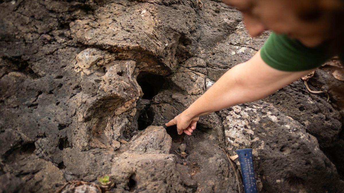 La ULL encuentra los vestigios de los bosques ancestrales de Tenerife en un nuevo yacimiento en pleno corazón de La Laguna