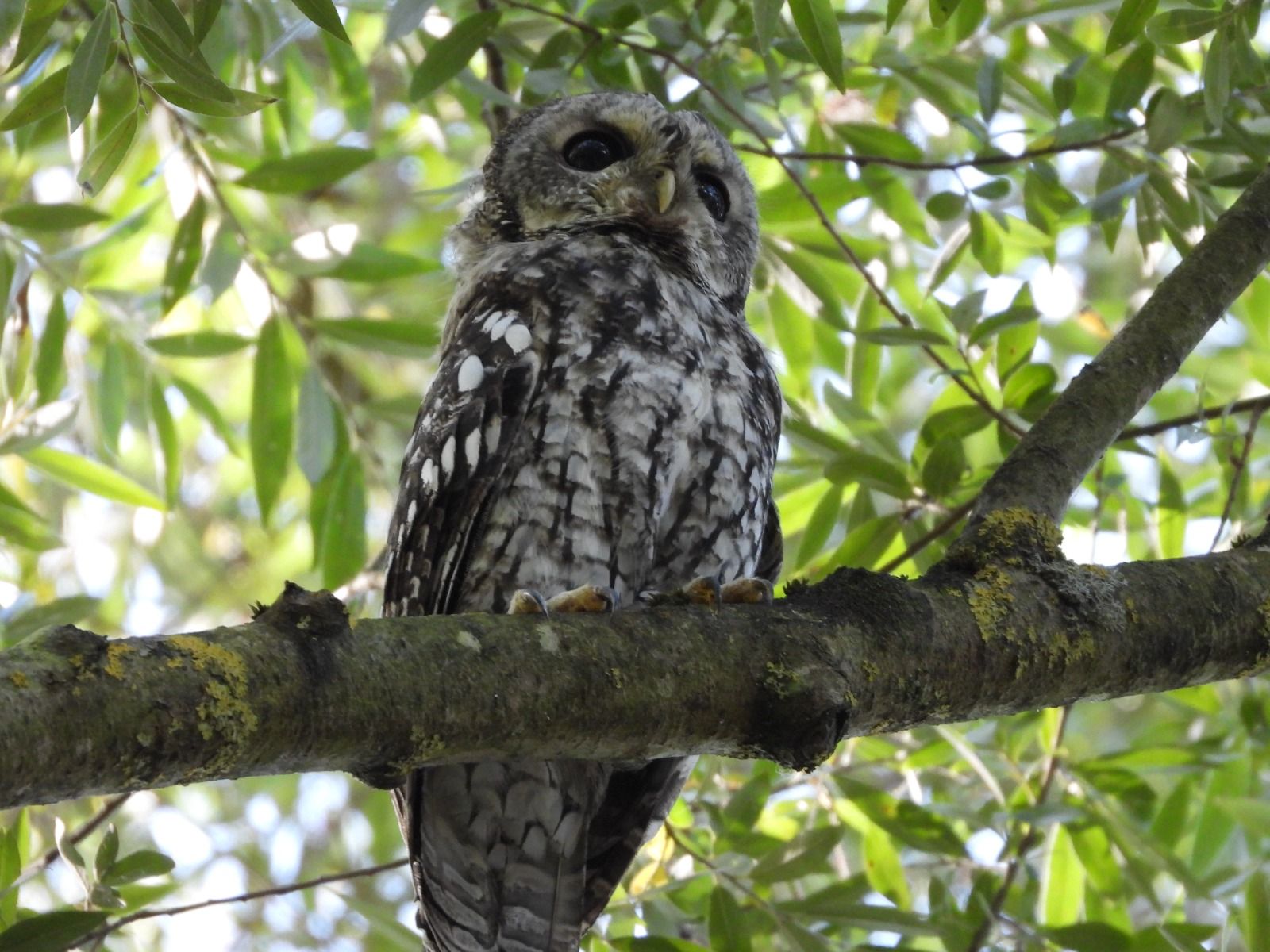 La Cebera, paraíso para las aves: así es el gran rincón verde de Lugones