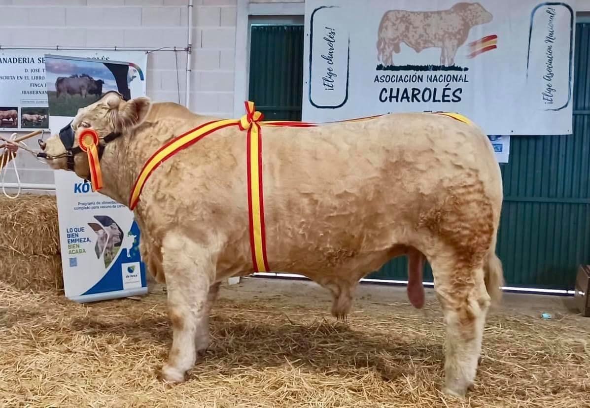 Campeón de charolés de la Feria de Albalá 2021.