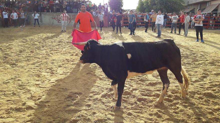 Tradicional suelta de vaquillas.