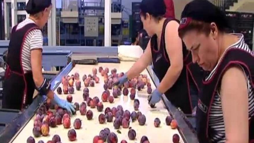 El veto ruso convierte kilos de fruta en ayuda para los necesitados