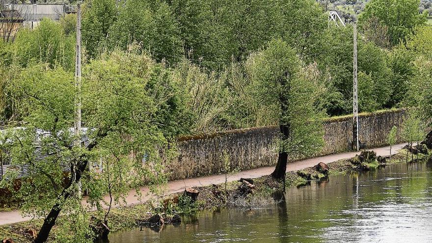 La tala de árboles de la ribera del río en Plasencia se aplaza hasta septiembre