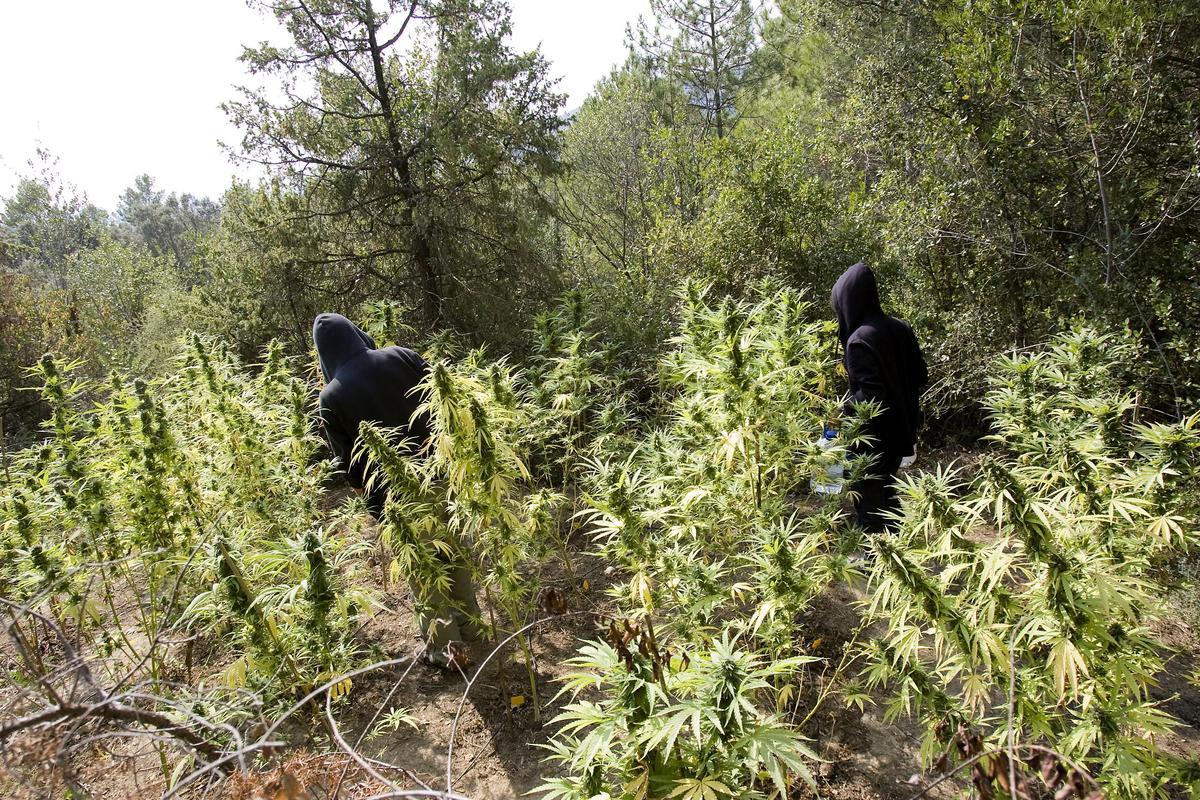 Dos joves en un cultiu de marihuana al mig del bosc.