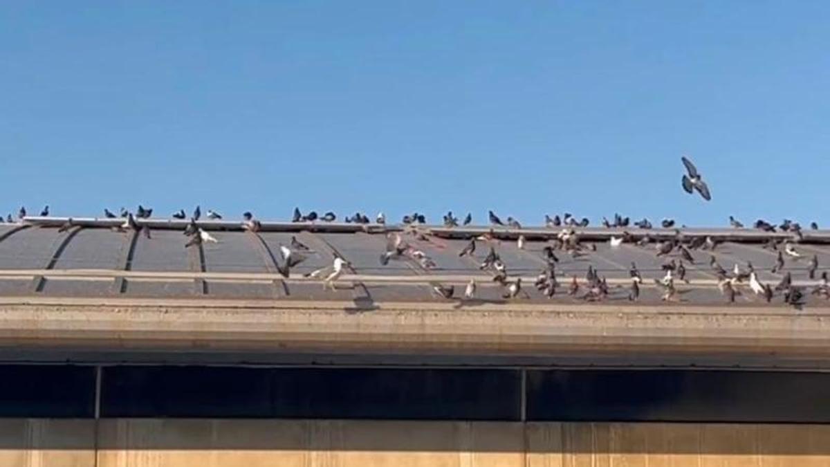 Una multitud de palomas impiden abrir la piscina de Natzaret.