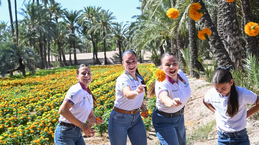 200.000 tagetes para la batalla de flores de las fiestas de Elche