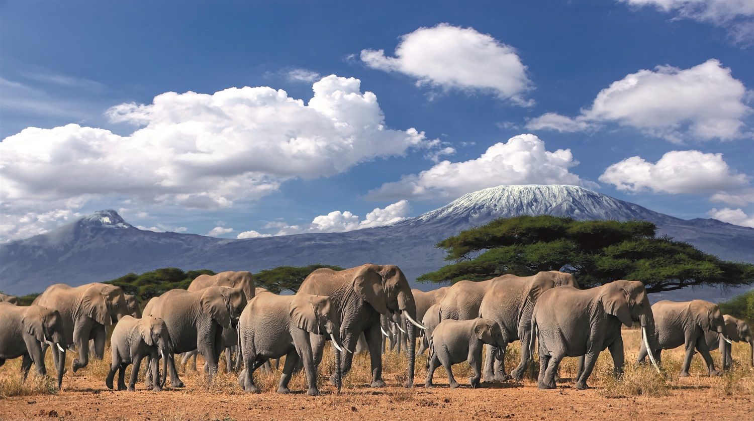 Elefantes ante el Kilimanjaro nevado.