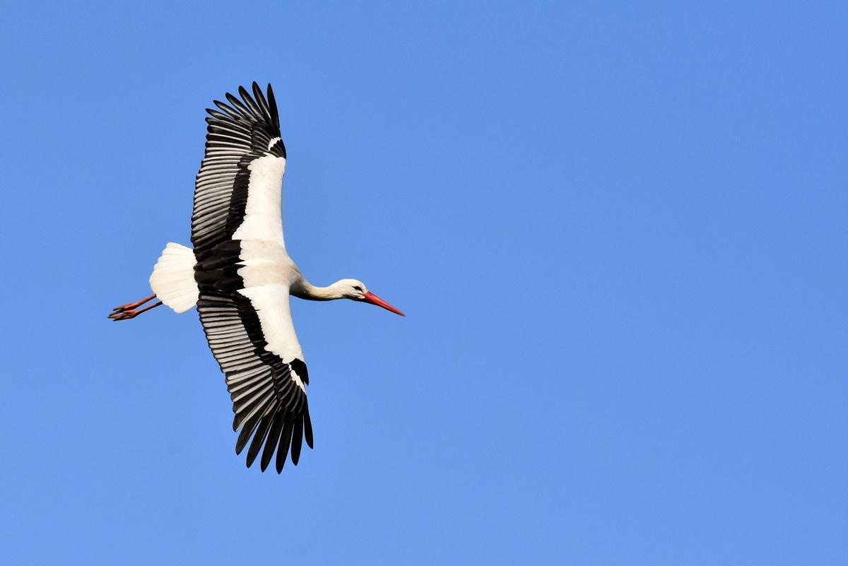 Una cigüeña en pleno vuelo.