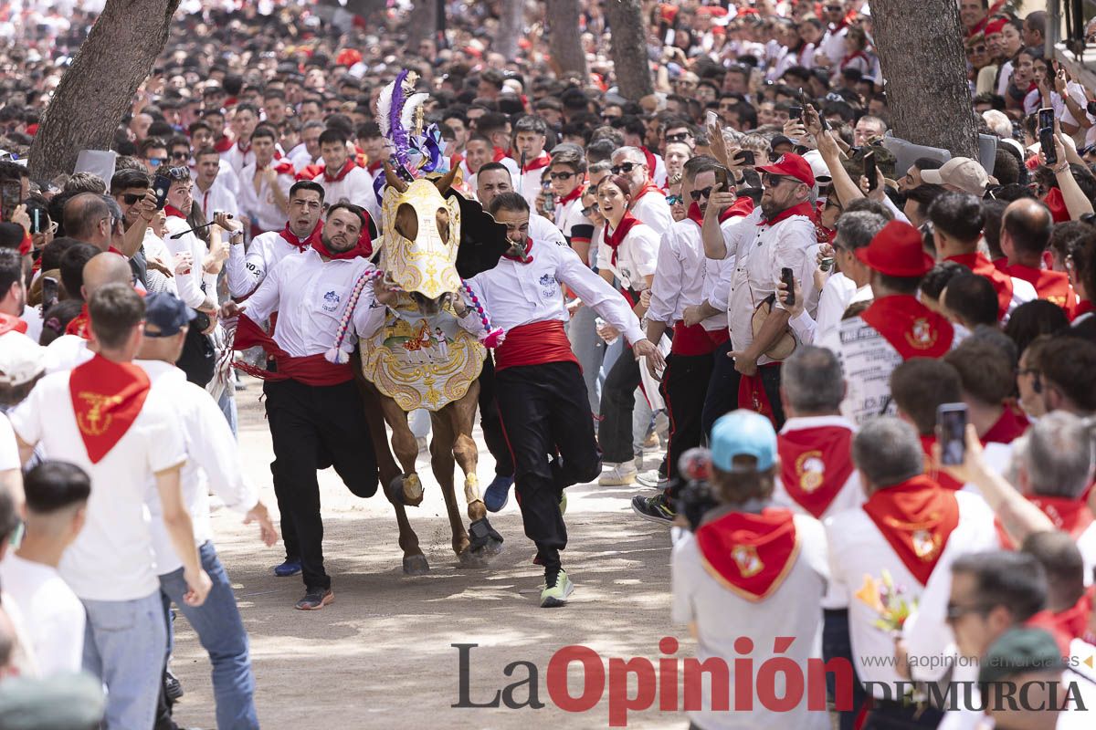 Así se ha vivido la carrera de Los Caballos del Vino en Caravaca
