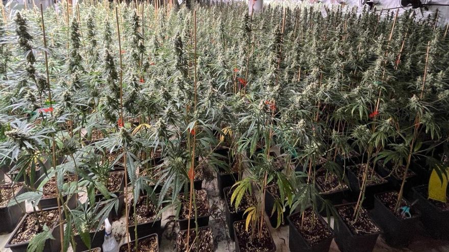 Un cultiu de marihuana desmantellat a Maçanet de la Selva.