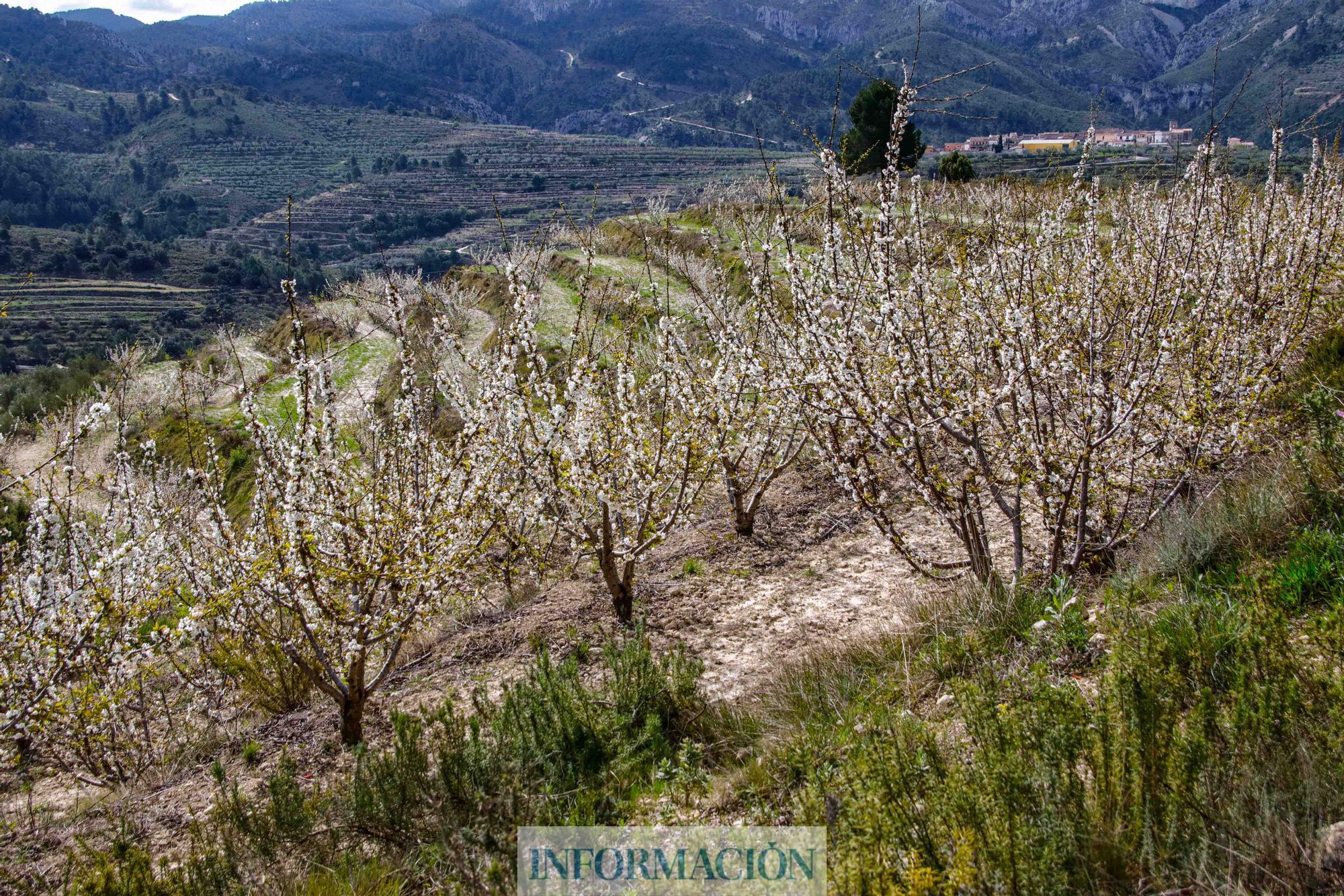 Ruta del encanto del barranco de la Encantada en Planes