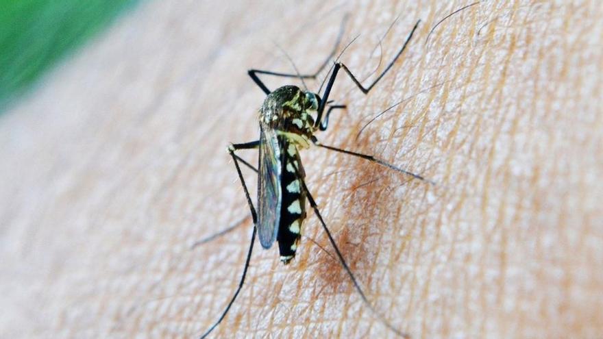 Andalucía eleva a 66 los casos de virus del Nilo tras detectar un nuevo caso humano en El Puerto de Santa María