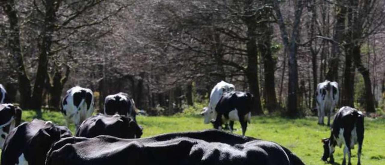 Vacas de una explotación de Cortegada, Silleda. // Bernabé/Gutier