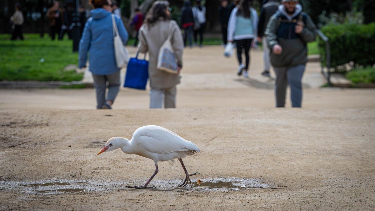 La UE subvenciona obras en cuatro parques de Barcelona para retirar cemento y hacerlos más salvajes