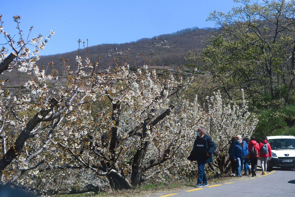 Visitantes disfrutan del cerezo en flor.