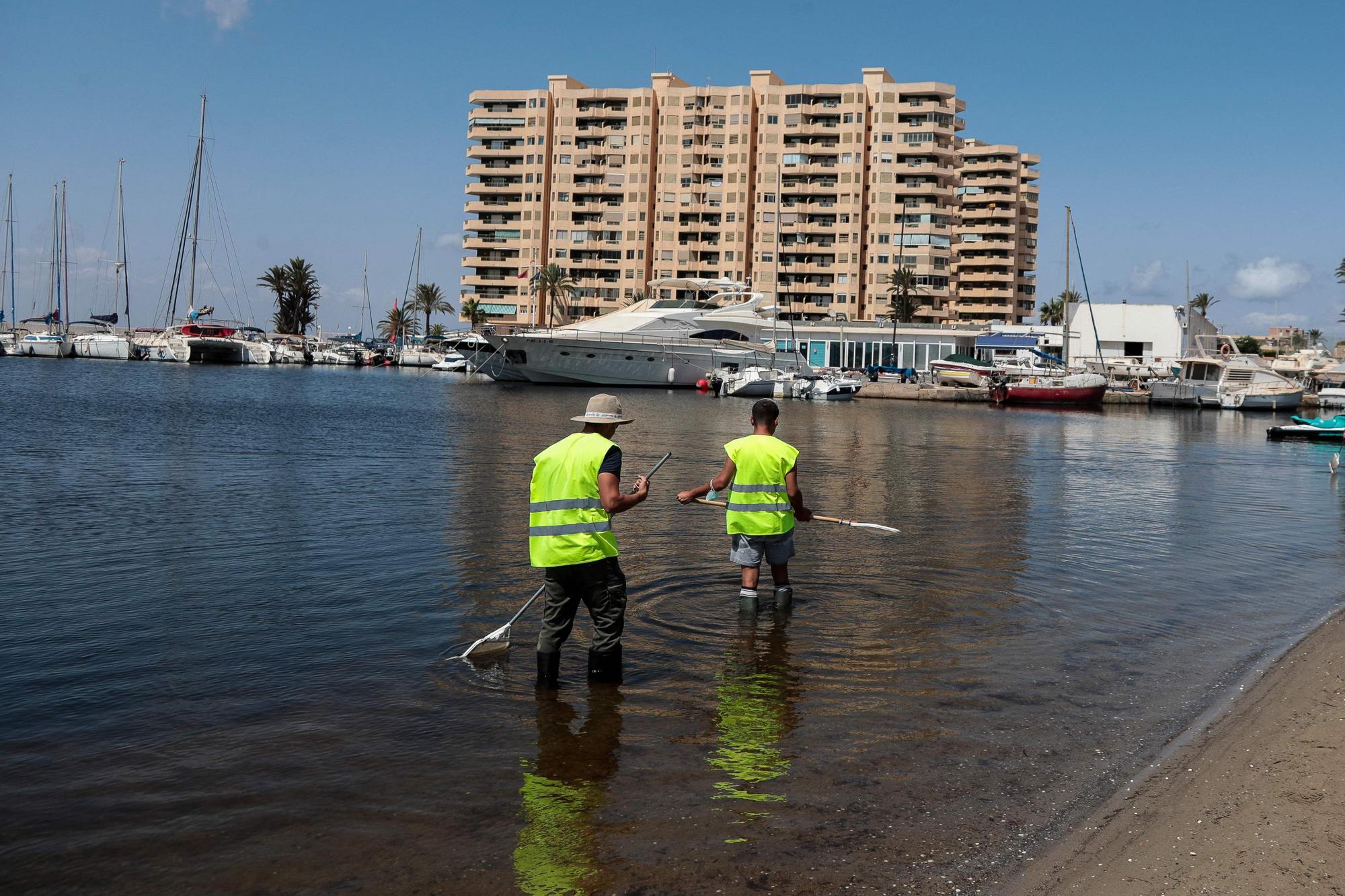 Dos trabajadores realizan labores de limpieza en el Mar Menor.