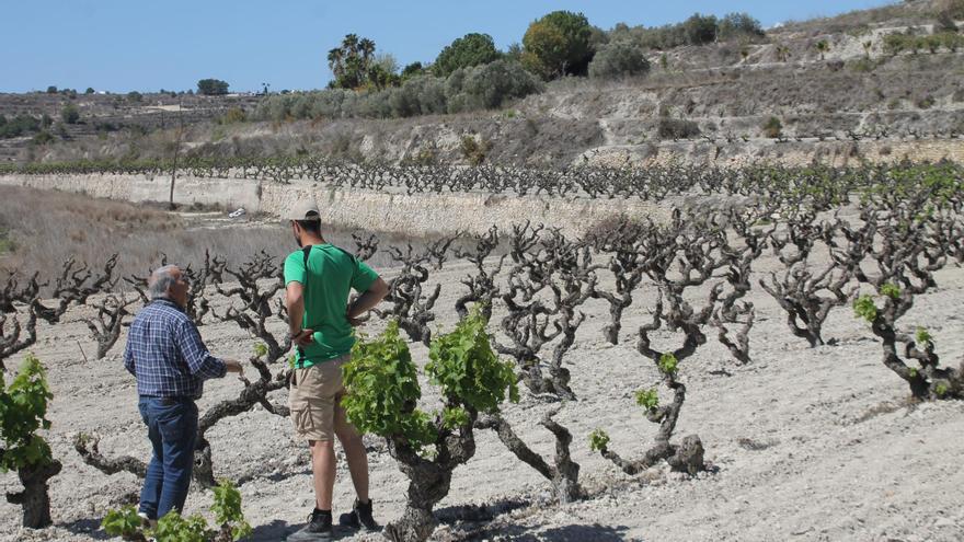 La sequía y la fauna salvaje causan estragos en la cosecha de uva moscatel de la provincia de Alicante