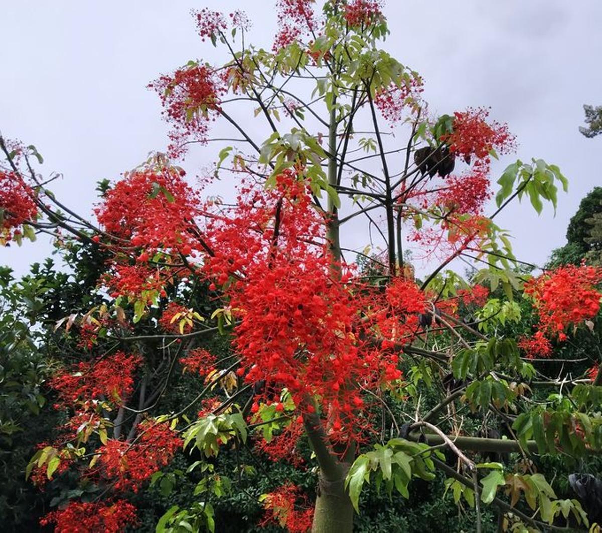 Brachychiton acerifolius