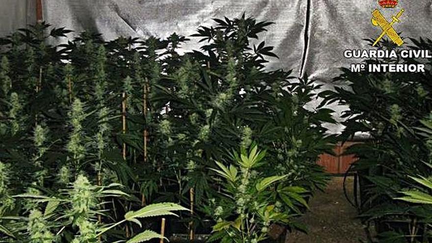 Parte de las plantas de marihuana intervenidas en Aspe.