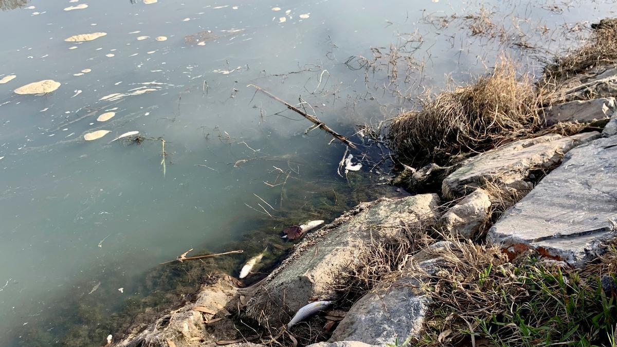 Imagen de los peces muertos aparecidos en el río Fuengirola.