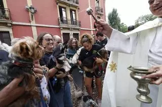Lluvia de bendiciones, ladridos y maullidos por San Roque en la capilla de Jesusín de Galiana