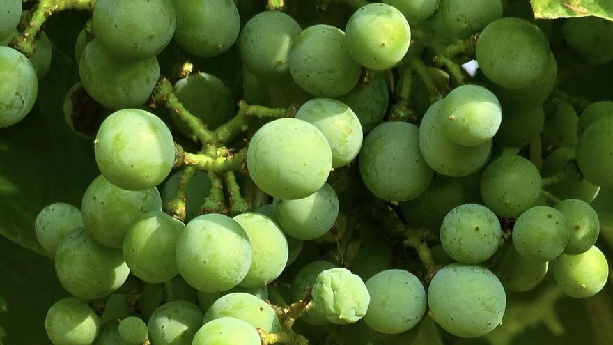 El intenso calor del mes de junio pasa factura a los viñedos y a los olivos