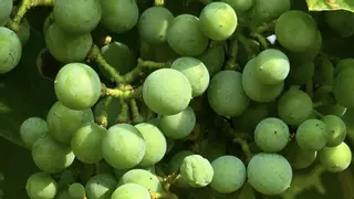 El intenso calor del mes de junio pasa factura a los viñedos y a los olivos