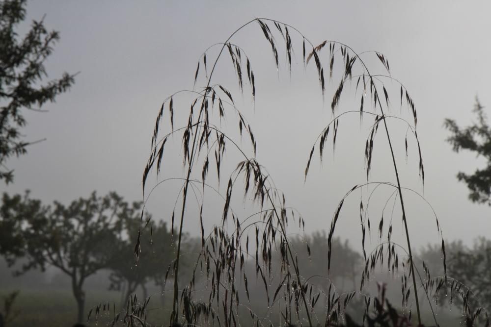 Nebel in der Inselmitte