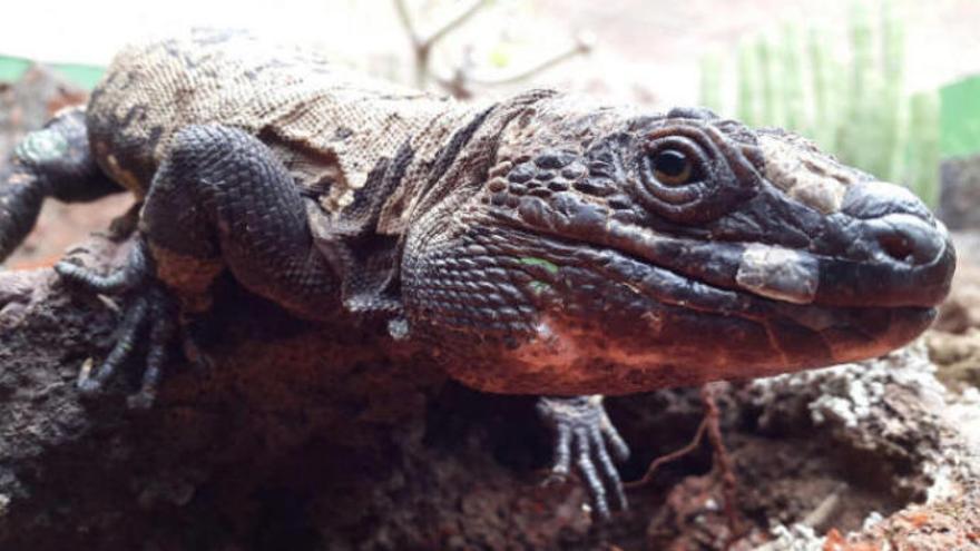 Los latidos únicos del lagarto herreño