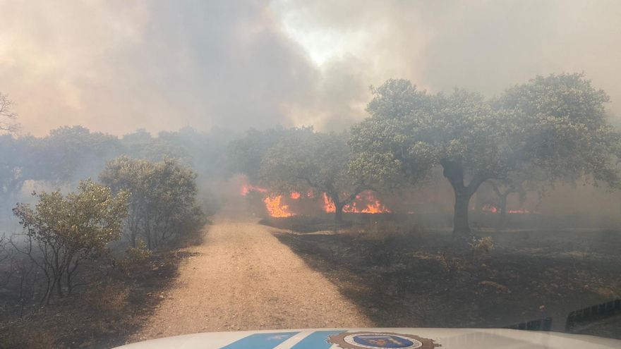 Policía Local, Nacional y Guardia Civil colaboran en la localización del autor de los últimos incendios en Badajoz