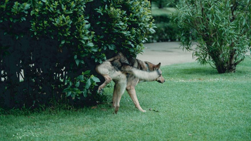 El Campello expedienta a varios propietarios de perros por dejarlos sueltos en la vía pública