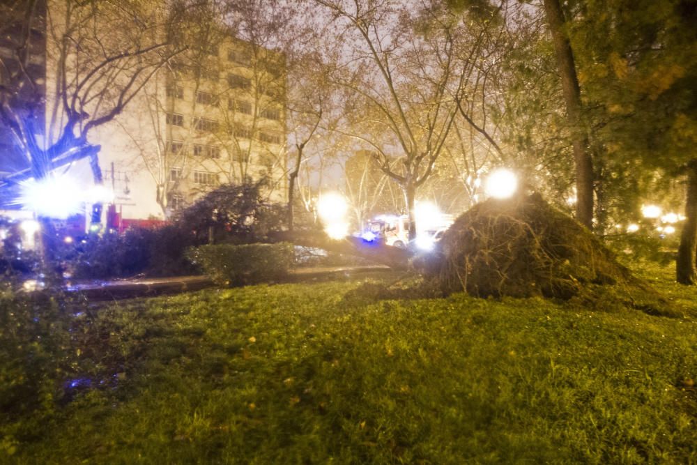 Árbol caído por el temporal en Blasco Ibáñez.