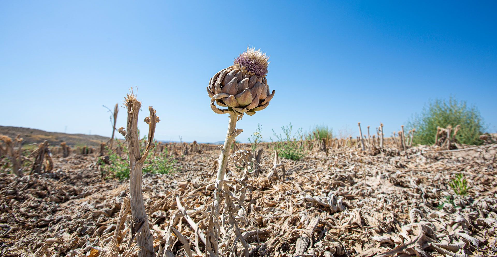 El calor amenaza los cultivos