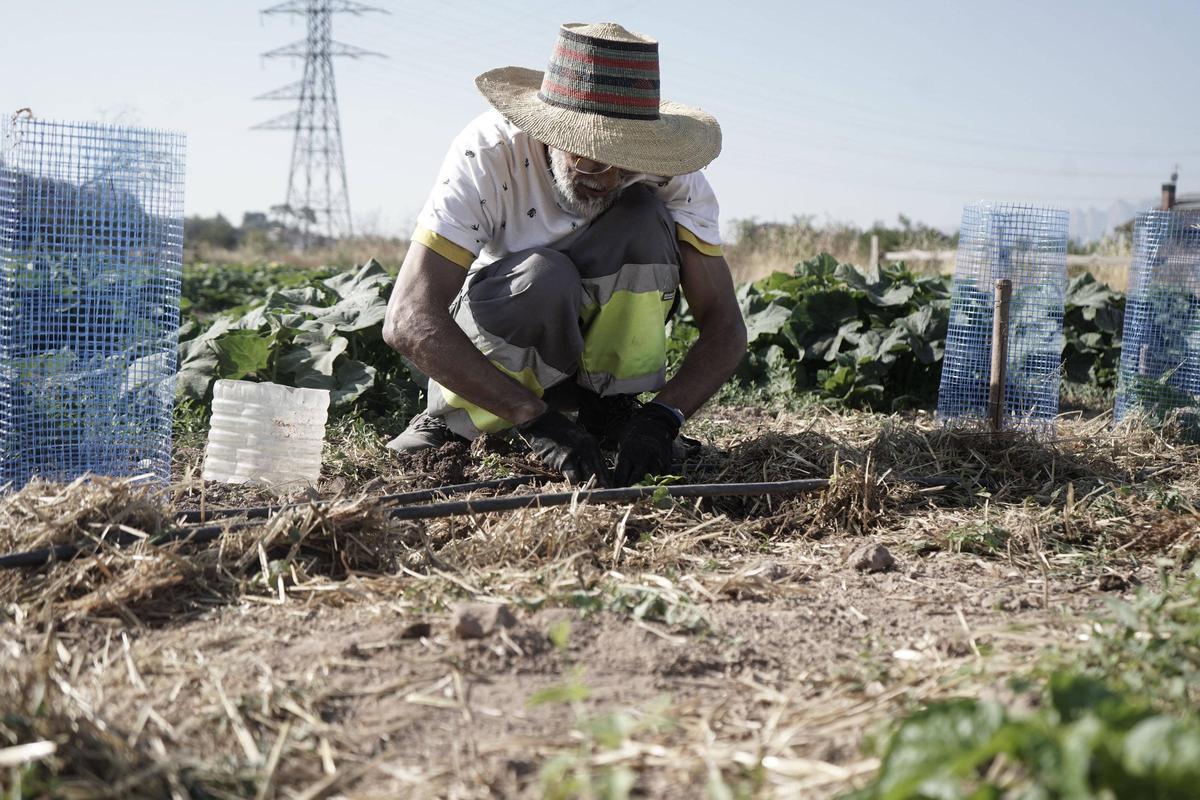 Un dels participants treballa la terra per mantenir el bon estat del conreu, Casa Costafreda