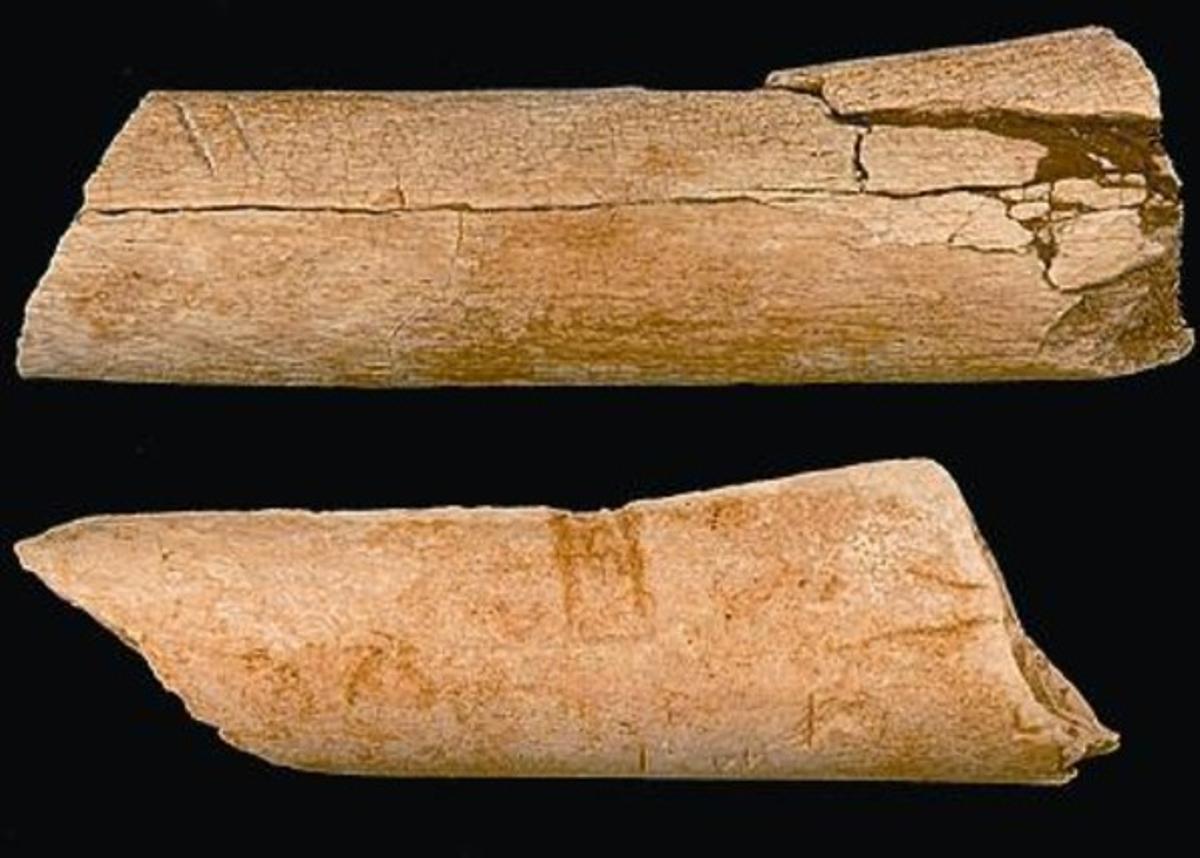 Els ossos de Dikika, amb les incisions.