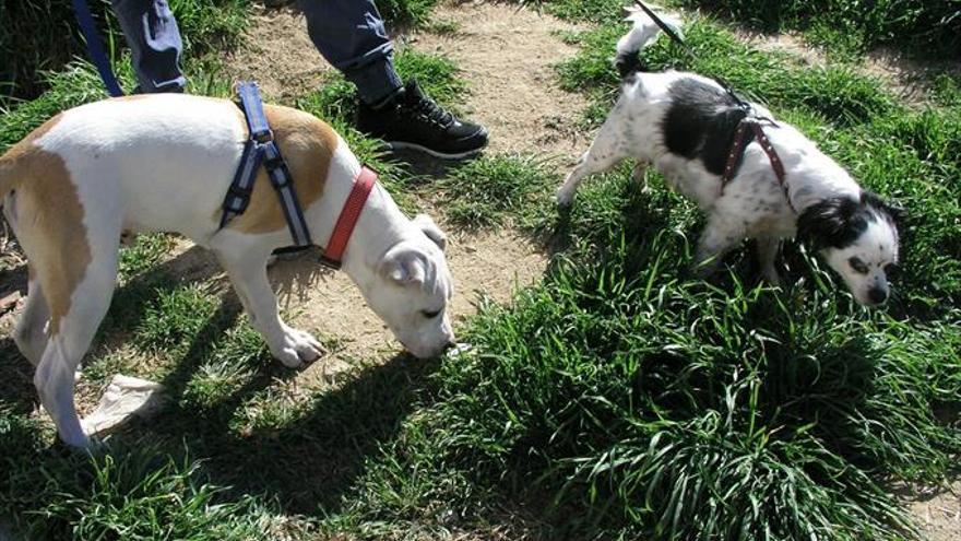 Los dueños de perros deberán registrar a los animales en el censo canino