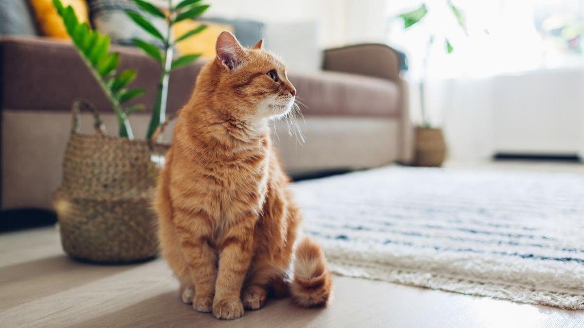 Imagen de archivo de un gato