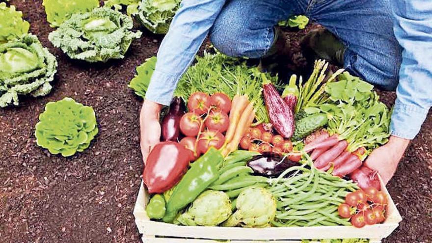 Recogiendo verduras en un huerto urbano en Canarias