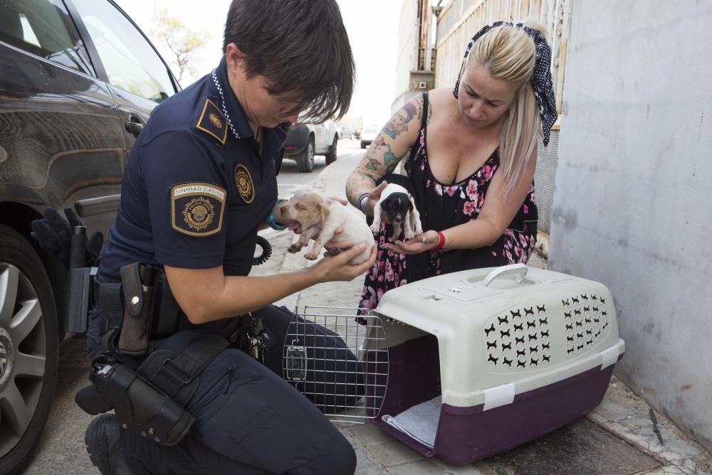 Rescatan a doce perros adultos y diez cachorros en el Pla de la Vallonga