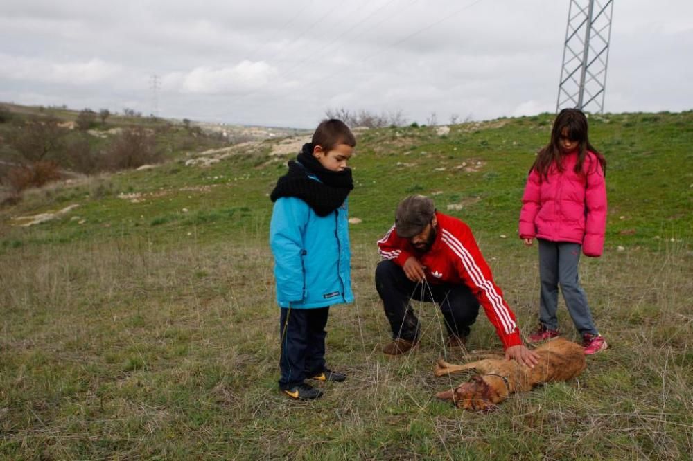 Un cazador mata dos galgos y amenaza al dueño