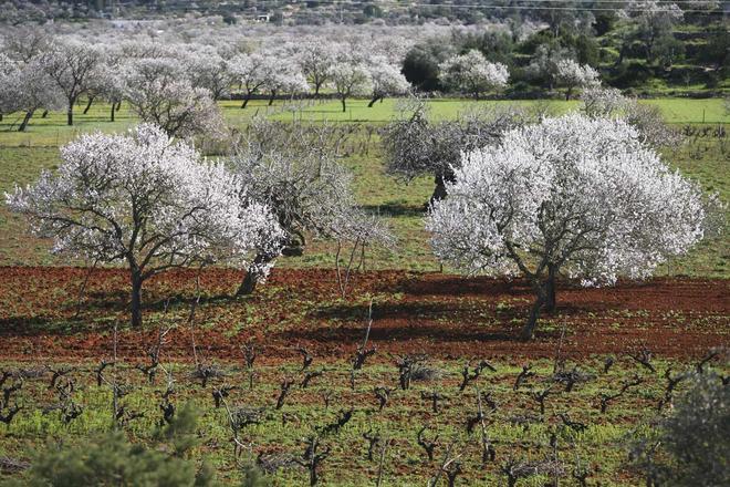 Cerezos en flor en Ibiza