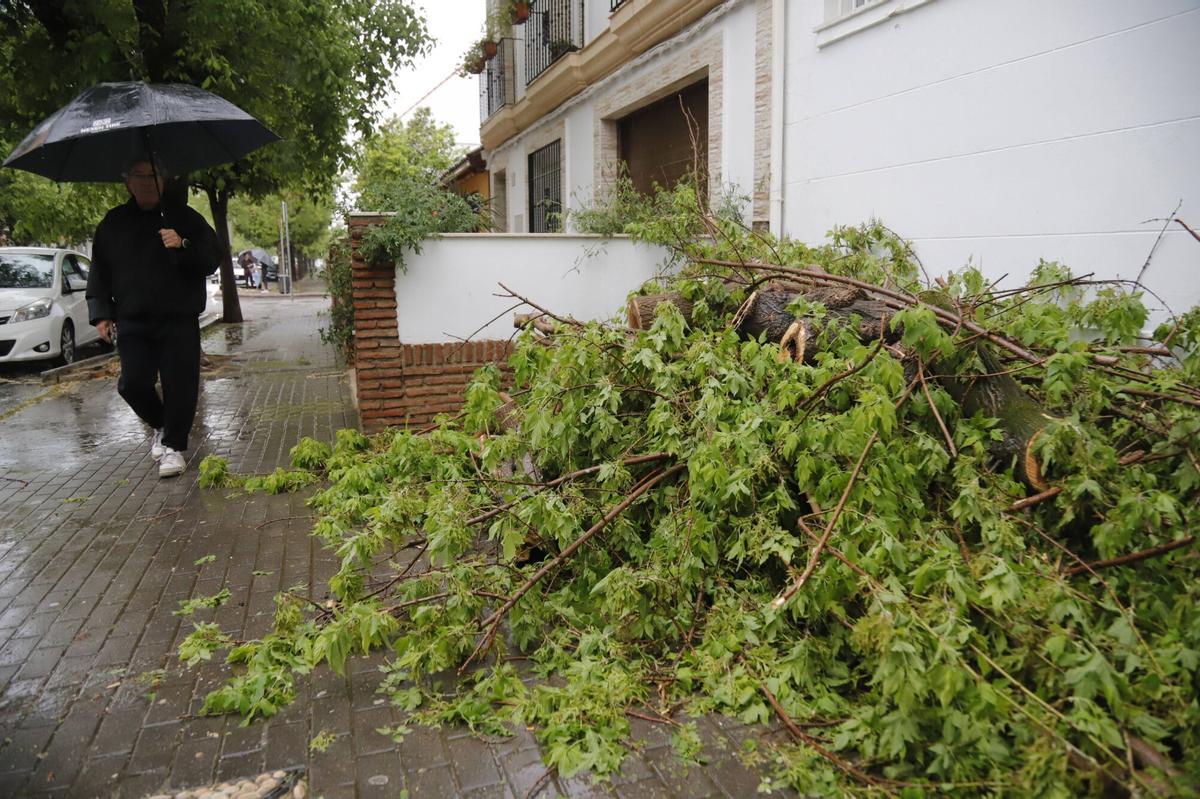 El temporal de lluvia y viento, en imágenes