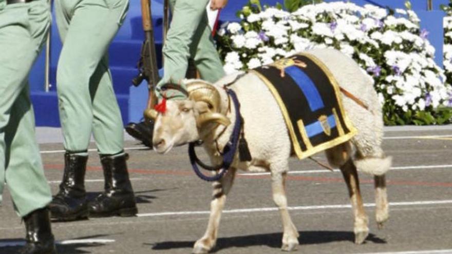 ¿Adiós a la cabra de la Legión?: Así afecta la Ley de Bienestar Animal al 12 de octubre
