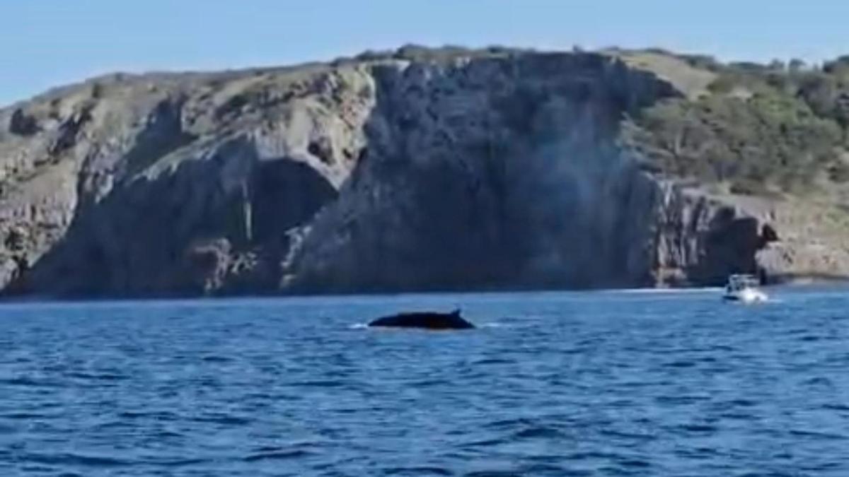 VÍDEO | Tres exemplars de balena rorqual a l'Empordà