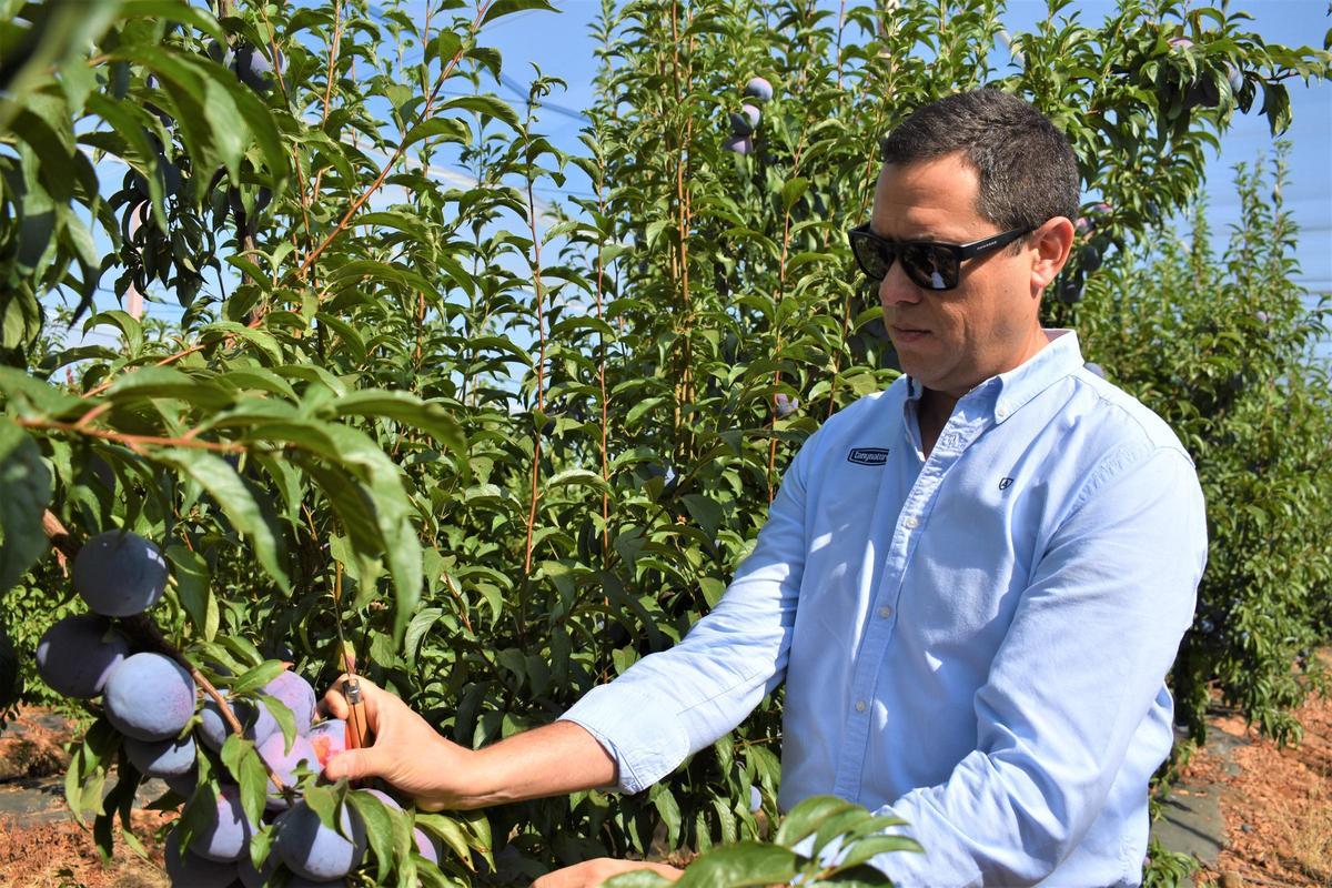 El viaje redondo de la fruta de hueso extremeña El viaje redondo de la fruta de hueso extremeña