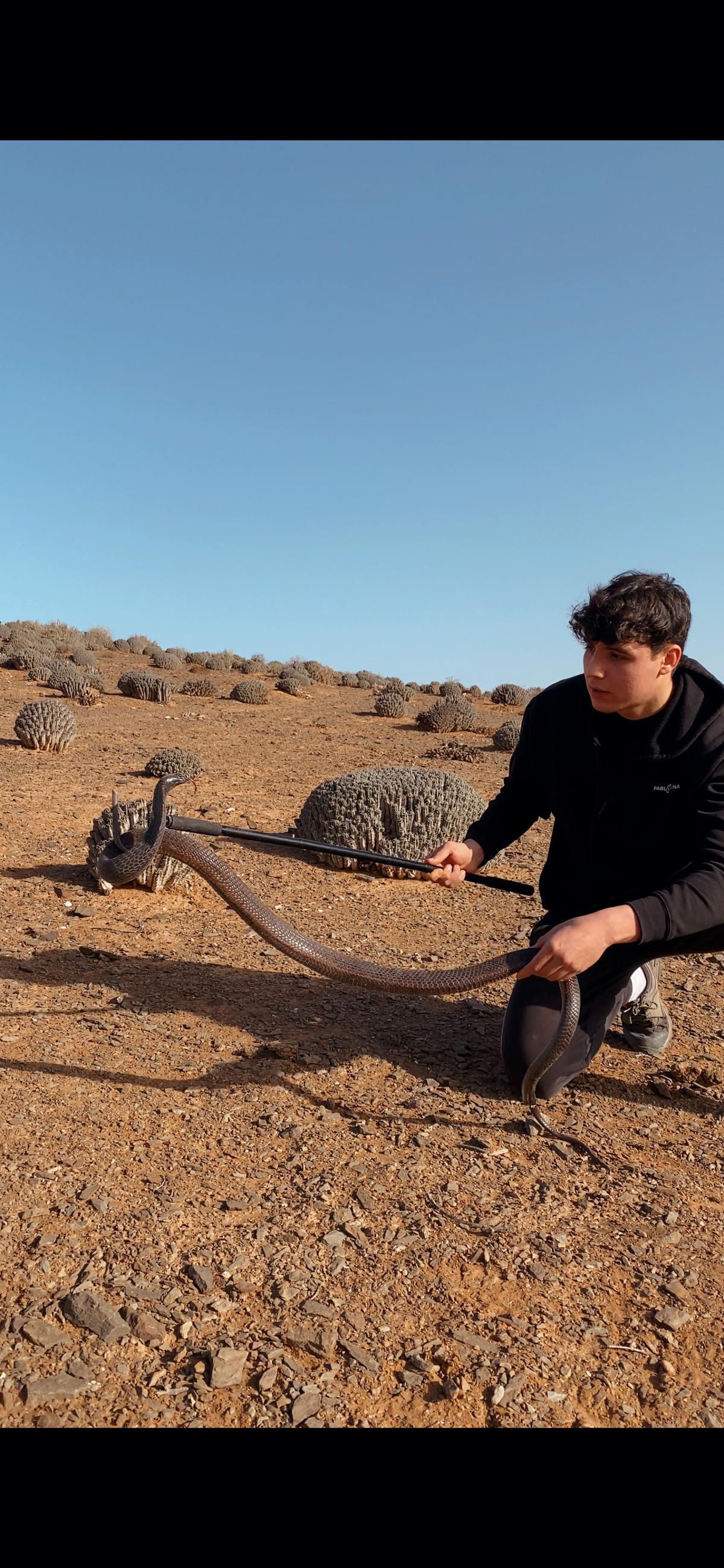 Uno de los vídeos de TikTok más virales de Abenia, en los que manipula una cobra salvaje.